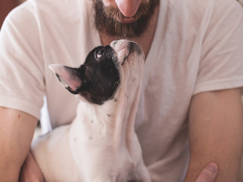 Der richtige Hund für mich