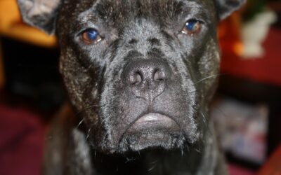 Eine harmonische Beziehung zwischen Hund und Besitzer basiert auf Vertrauen, Respekt und Liebe. Übermäßige Strenge kann diese Verbindung beeinträchtigen. Es ist wichtig, dass der Hund seinen Besitzer als verlässlichen Freund sieht, der ihm Sicherheit und Geborgenheit bietet.