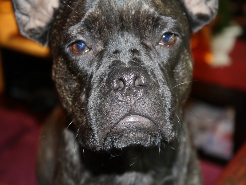 Eine harmonische Beziehung zwischen Hund und Besitzer basiert auf Vertrauen, Respekt und Liebe. Übermäßige Strenge kann diese Verbindung beeinträchtigen. Es ist wichtig, dass der Hund seinen Besitzer als verlässlichen Freund sieht, der ihm Sicherheit und Geborgenheit bietet.