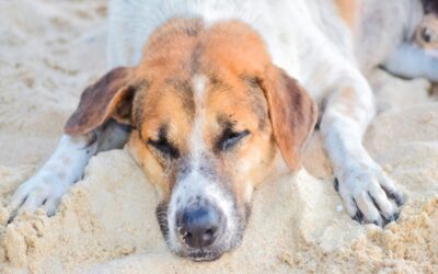 Ein Hitzschlag beim Hund ist ein ernstes und potenziell lebensbedrohliches Ereignis, das schnelles und gezieltes Handeln erfordert.