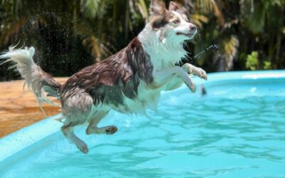 worauf du achten musst, um deinen Hund sicher und gesund durch den Sommer zu bringen.