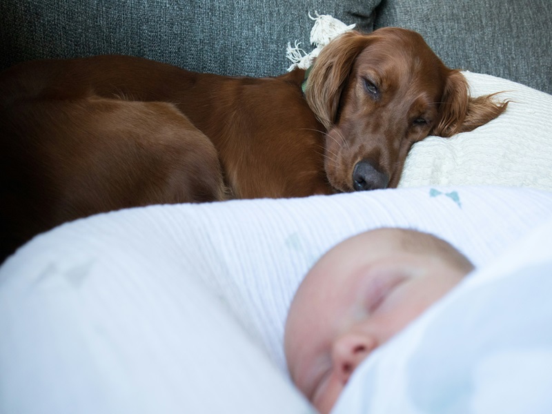 Wie du deinen Hund in deine Familie mit Kindern sozialisierst