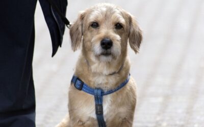 Insgesamt sind Hundeprüfungen eine aufregende Möglichkeit, nicht nur die Fähigkeiten deines Hundes zu fördern, sondern auch eure Beziehung zu vertiefen.