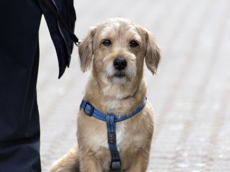 Ein Guide zu Hundeprüfungen