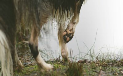 Einer der häufigsten Vorfälle sind Schnittwunden, die durch scharfe Gegenstände, Glas, Dornen oder andere Gefahren im Alltag verursacht werden können.