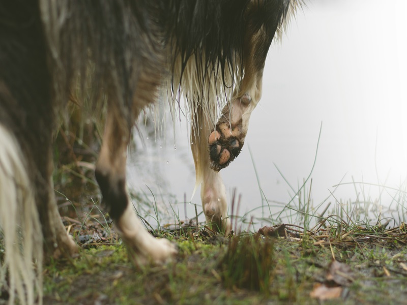 Erste Hilfe bei Schnittwunden am Hund: Ein umfassender Leitfaden