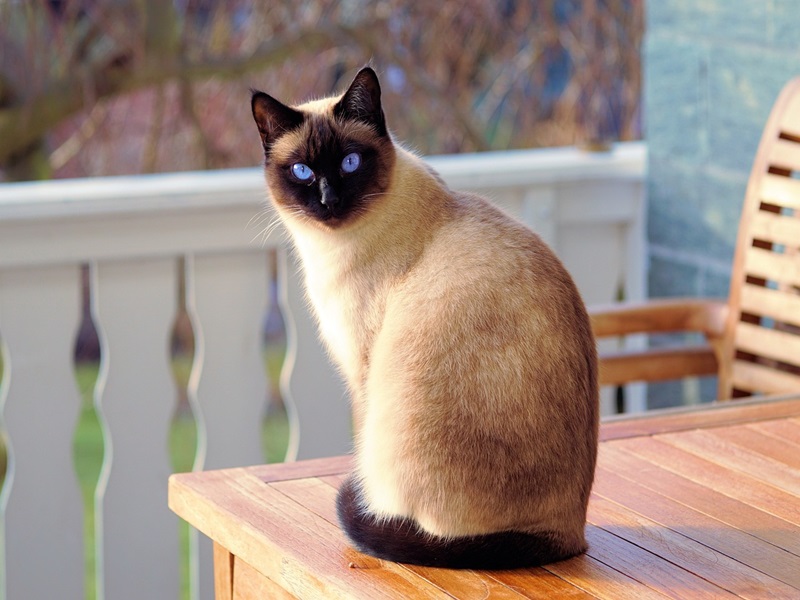 MaxiCat Schlemmerwürstchen Pute & Lachs: Artgerechtes und Naturbelassenes Katzenfutter von Reico