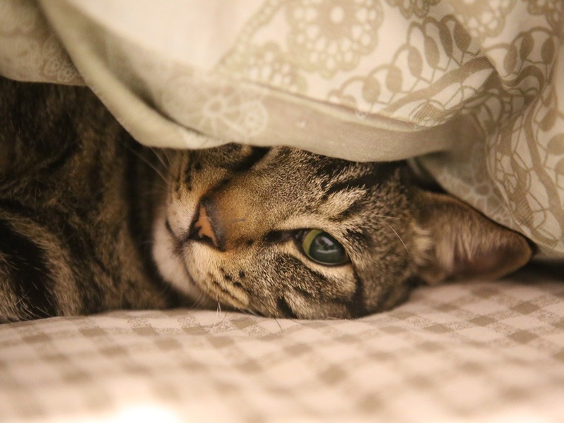 Mit den MaxiCat Schlemmerwürstchen Pute & Lachs bietest du deiner Katze ein Futter, das nicht nur lecker, sondern auch gesund und naturbelassen ist