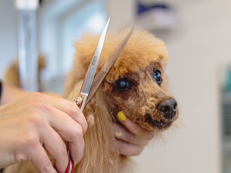 Der Hundesalon in Jüchen: Dein Partner für die Pflege deines Vierbeiners