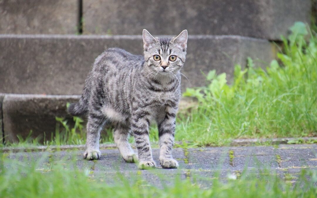 MaxiCat Sterne Menü ist auch sehr gut für Kitten geeignet
