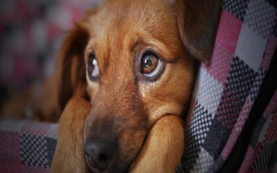 Bindehautentzündung beim Hund – Ursachen, Symptome und Behandlung