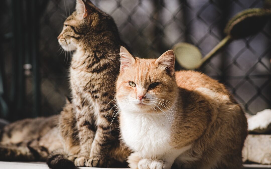 Cat und Sam