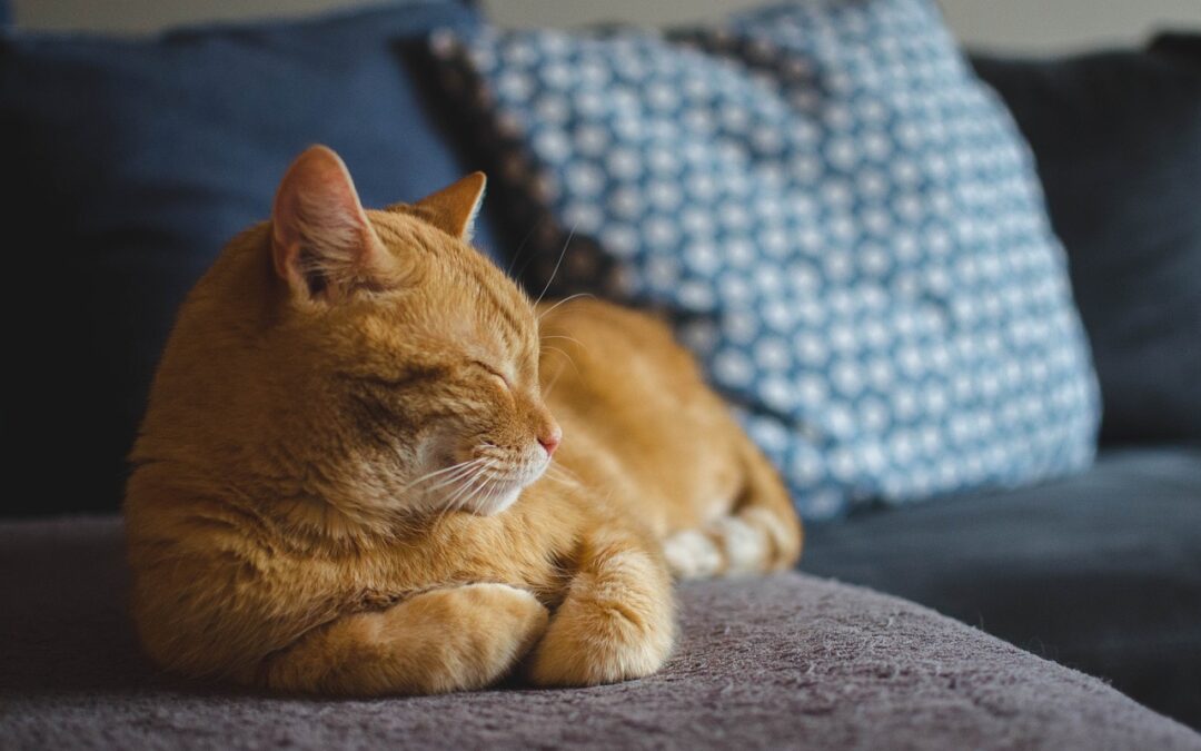 artgerechtes Katzenftter für Freigänger