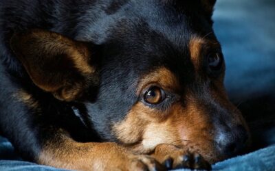 Mein Hund hat Angst vor Silvester – So kannst du ihm helfen