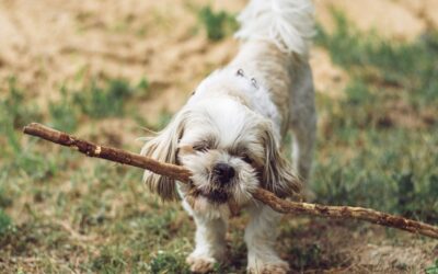 Dein Hund knabbert Schuhe, Möbel oder sogar Dinge an, die gar nicht für ihn bestimmt sind? Vielleicht frisst er draußen alles, was er findet, von Stöcken über Plastikteile bis hin zu fragwürdigen Essensresten?