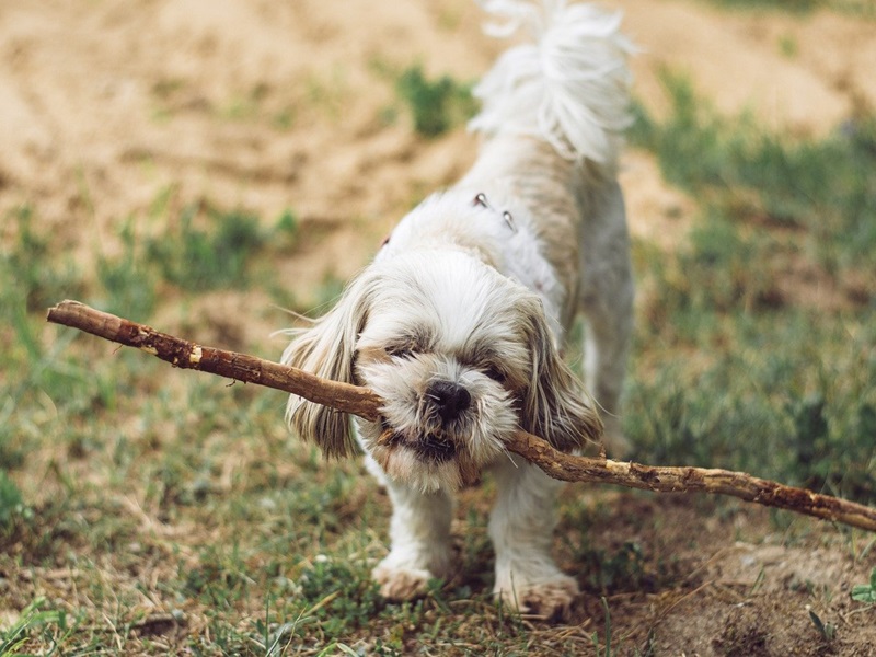 Mein Hund knabbert alles an oder frisst alles – Was du tun kannst