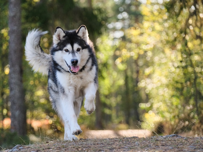 Hundejahre in Menschenjahre – Wie alt ist dein Hund ?