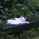 Hauskatze mag Reico Katzenfutter