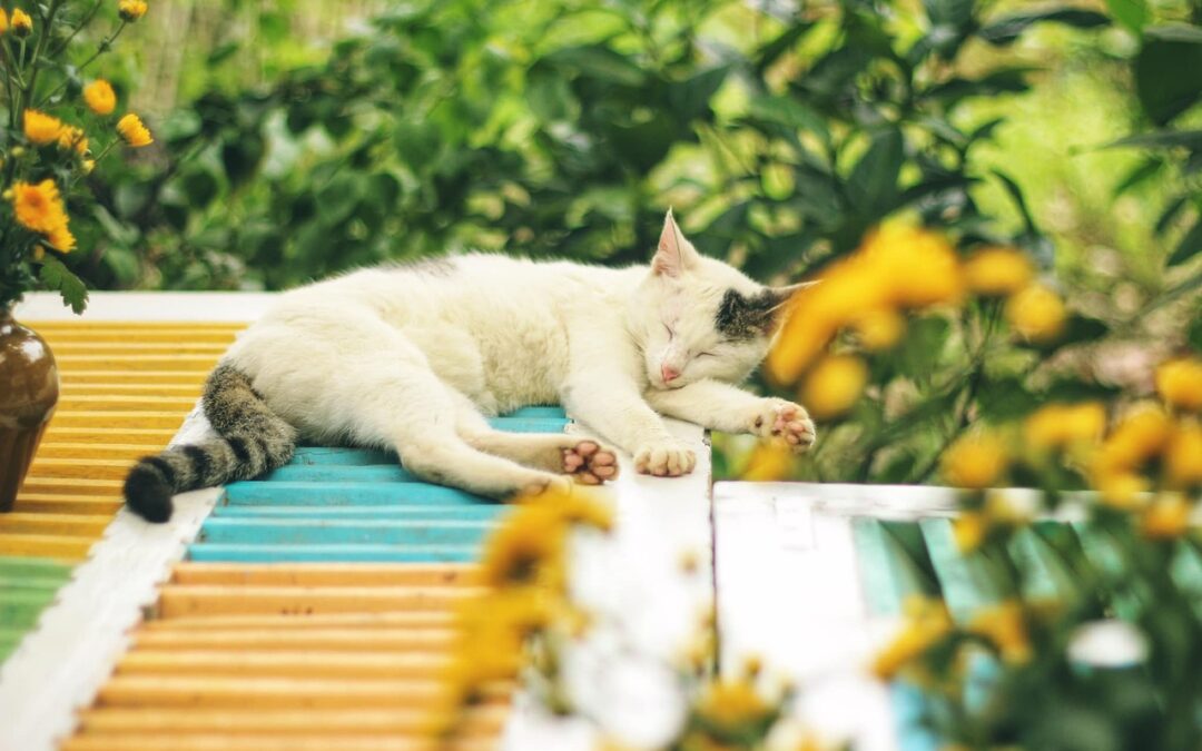 Das mineralische Gleichgewicht für die Katze