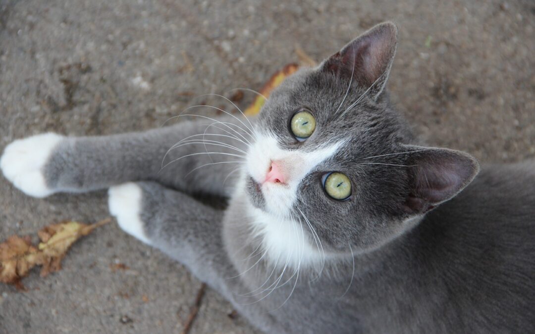 Merlin