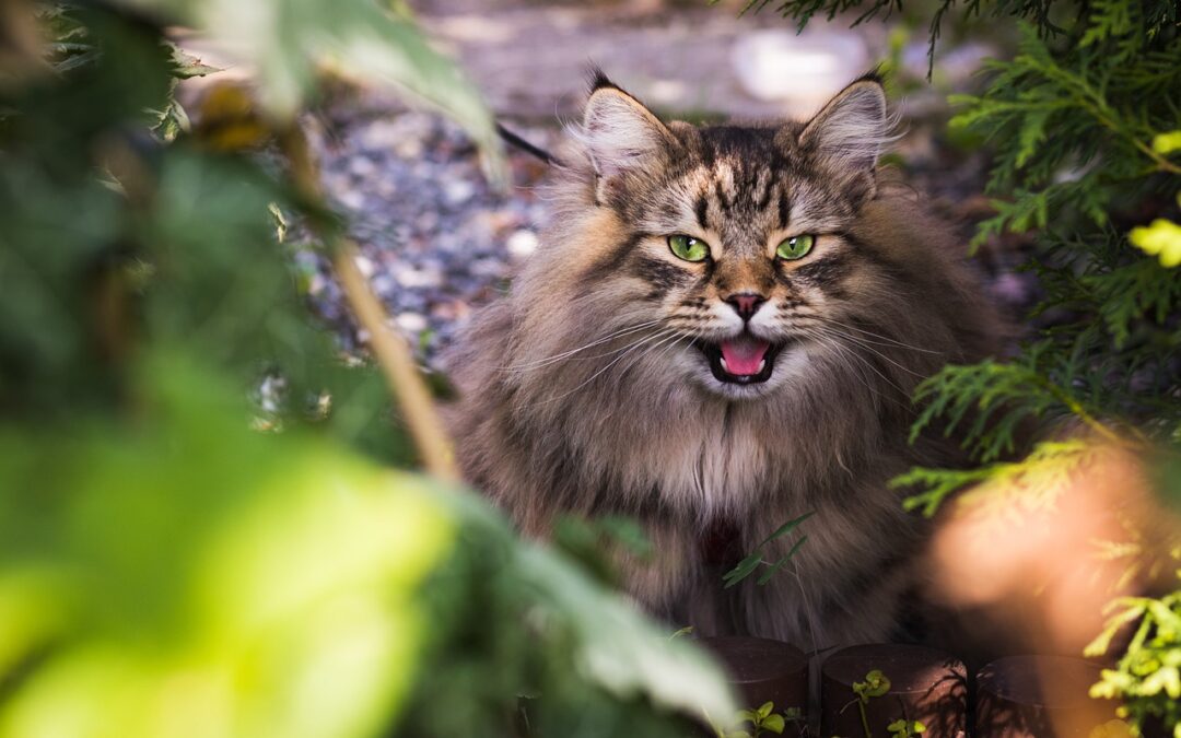 Reico Katzenfutter mit echtem Fleisch
