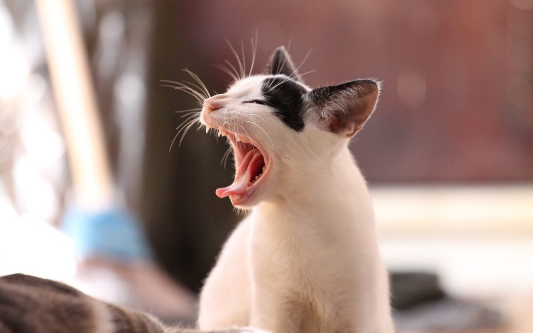 Katzenfutter von Reico mit echtem Fleisch