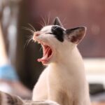 Katzenfutter von Reico mit echtem Fleisch