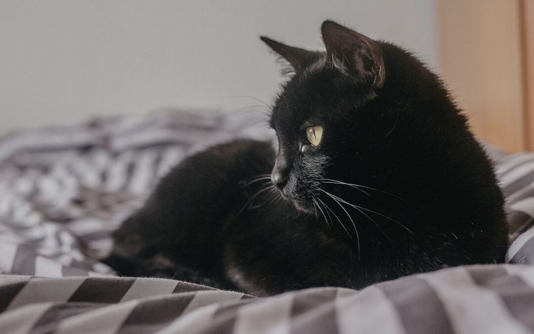 Katzenfutter von Reico, 100 % natürlich